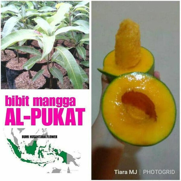 Benih Tanaman Bibit Buah Mangga Alpukat VIRAAAALL