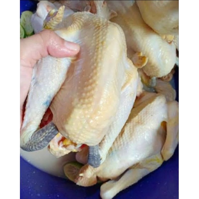 

AYAM KAMPUNG, Ayam kampunģ, AYAM KAMPUNG BERSIH SEGAR HALAL 1.2KG
