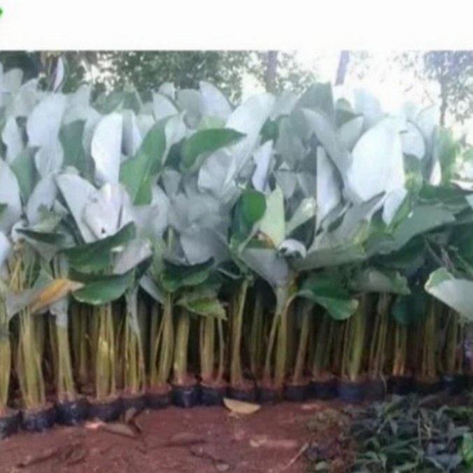 tanaman hias khalatea pisang pisangan tinggi 1 meter GG22