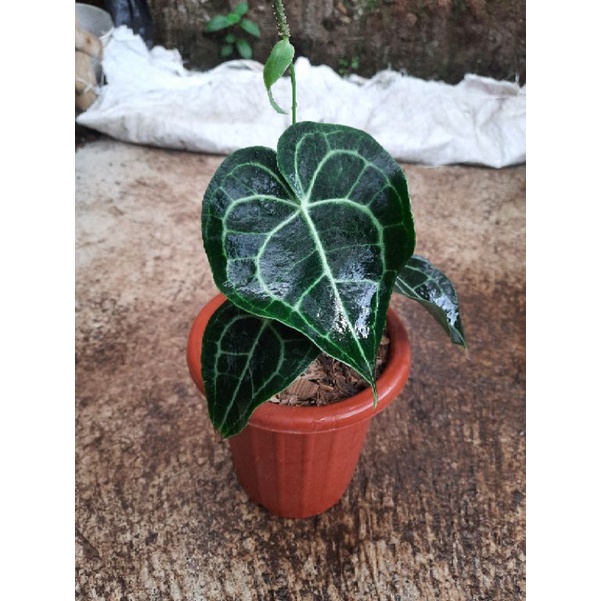 anthurium clarinervium dark form