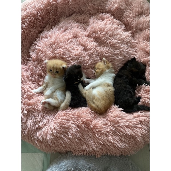 Kitten Ras Persia mix Anggora Peaknose