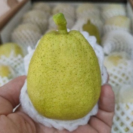 

Pear Xiang Lie 1kg Buah Pir Xiang Lie