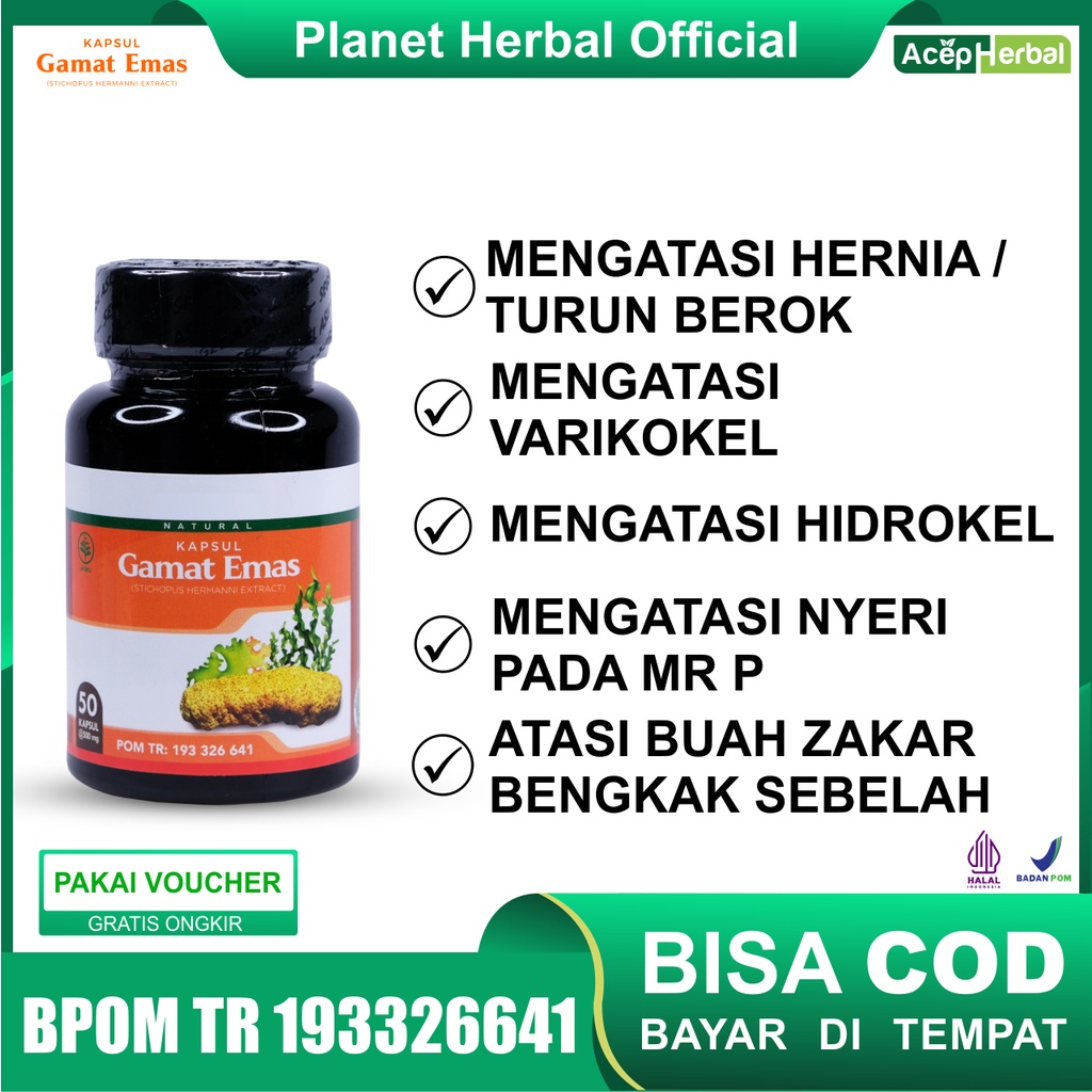 Kapsul Gamat Emas Obat Hernia Turun Berok Sakit Buah zakar Varikokel Sakit MR P Turun Peranakan Asli