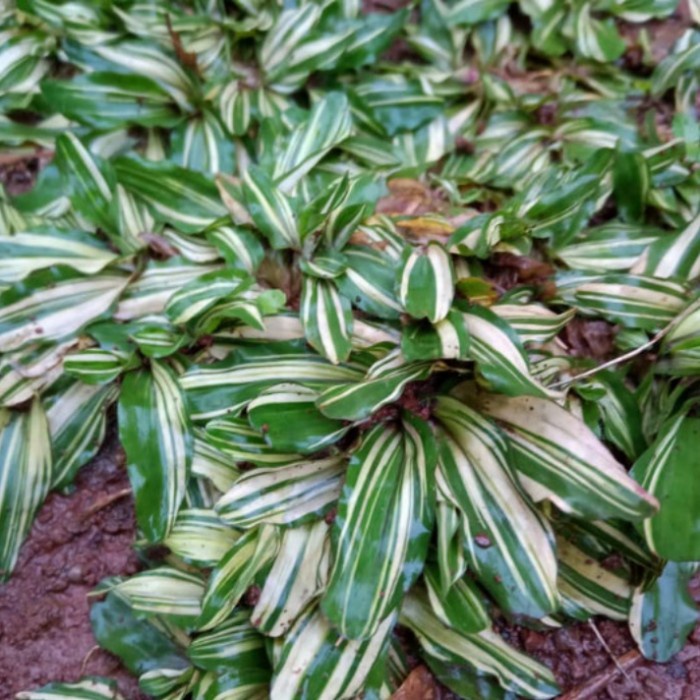 Rumput gajah mini varigaeta rumput hijau putih 1 meter