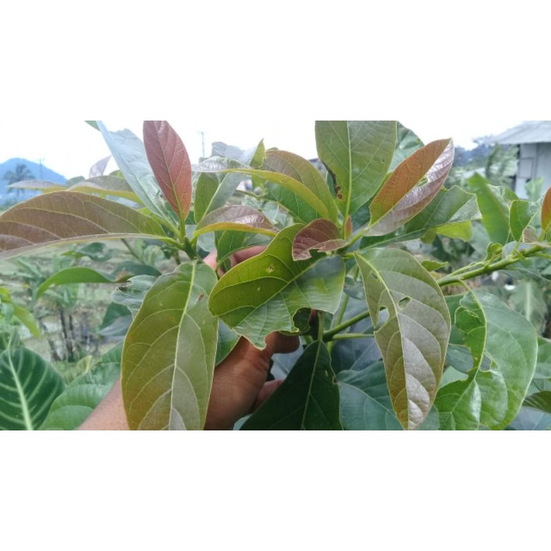 

Daun Alpukat 250 gram