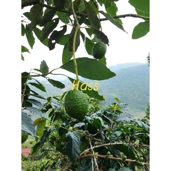 Bibit Alpukat Hass Ketinggian 1 Meter Up