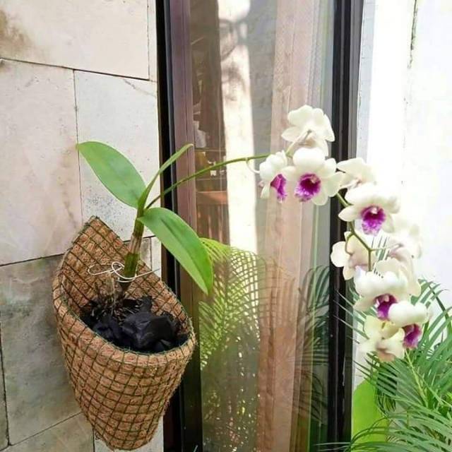 Pot Anggrek Sabut Kelapa Untuk Tanaman Hias Anggrek