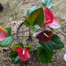 DIARY PETANI - Anthurium Bunga Presiden Mewah Besar