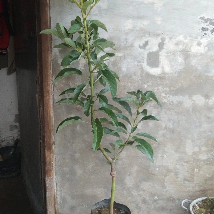 bibit alpukat miki 1 meter up