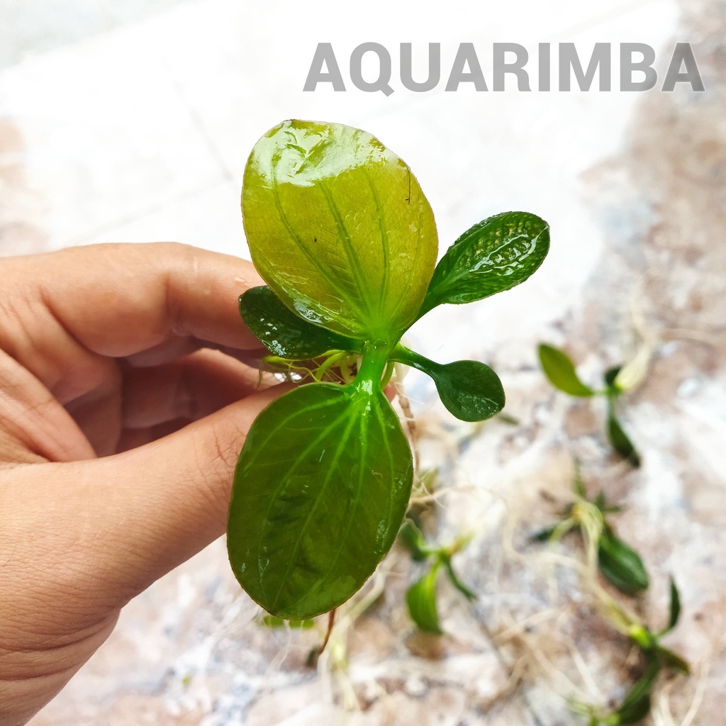 Echinodorus Iguazu 2009 - Tanaman Aquascape