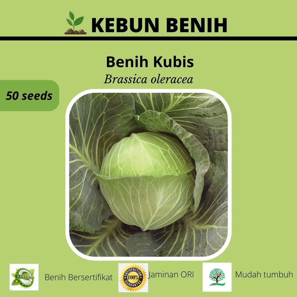 50 Benih Sayur Kubis F1 / Kol Hijau Kualitas Unggul