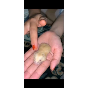 Hamster Winter White Jinak & lucu || Pekanbaru