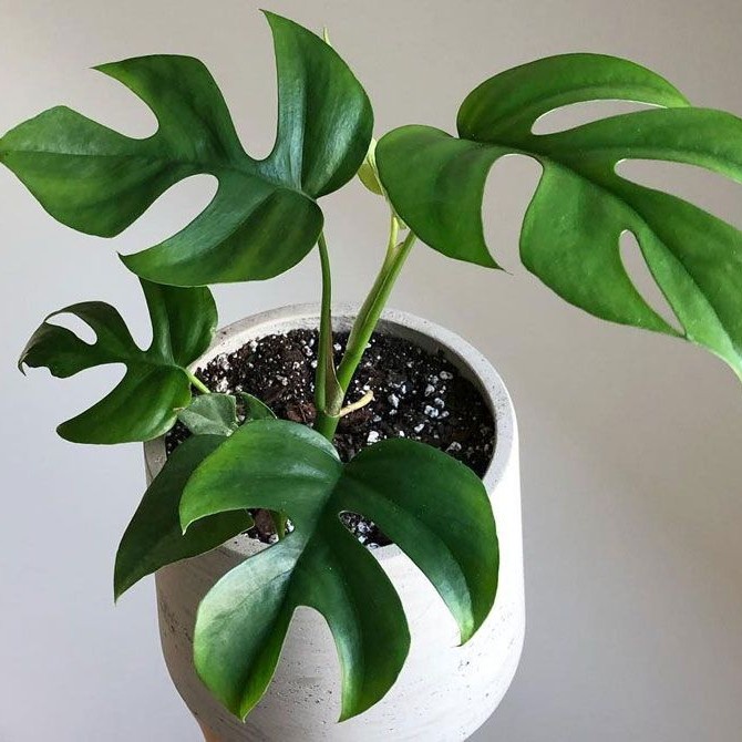 Tanaman hias raphidopora tetrasperma/tanaman raphidopora/pohon raphidopora tetrasperma