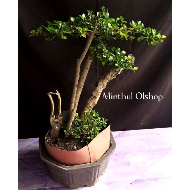 Bonsai serut bonggol besar ngejin sesuai foto