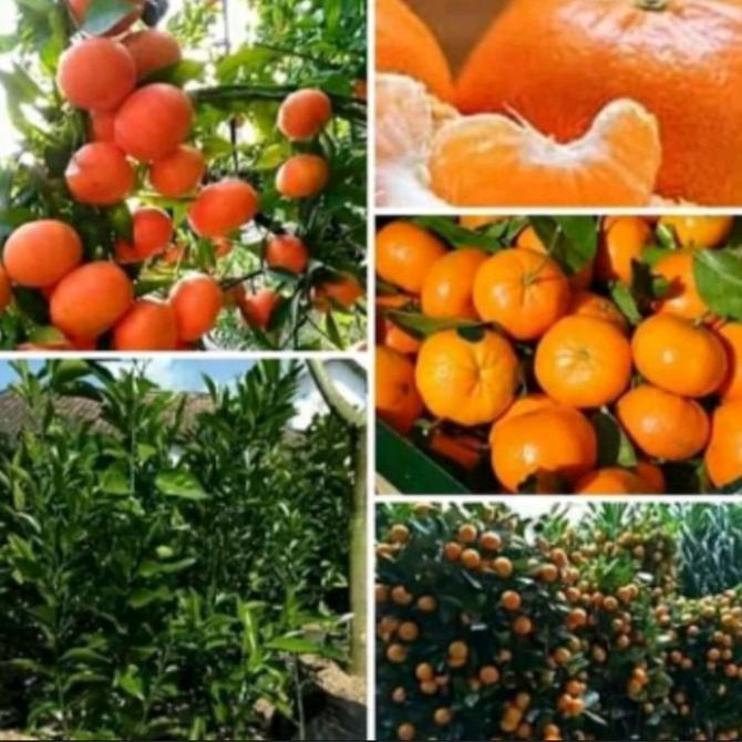 joss Bibit Jeruk Santang Siap Buah Tinggi 70 cm Up viral