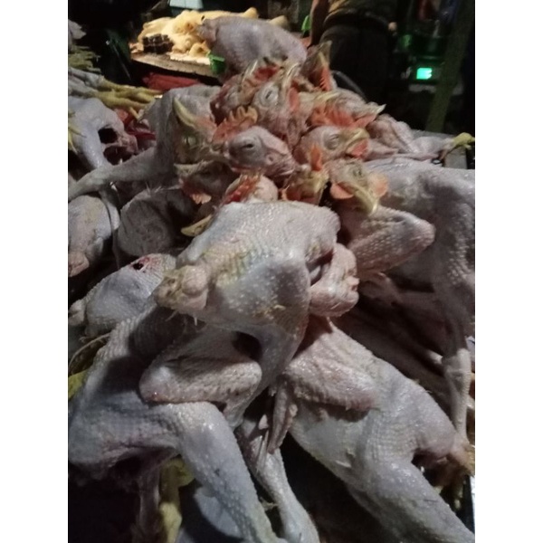 

Ayam pejantan murah fresh bandung/daging ayam pejantan ukuran 500gr+