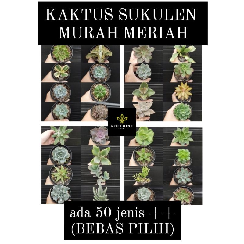 (50jenis+) Kaktus dan Sukulen Mini Murah Meriah - Pilih Jenis Sendiri