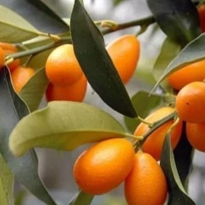 joss Bibit Jeruk Nagami 50 cm up siap berbuah viral