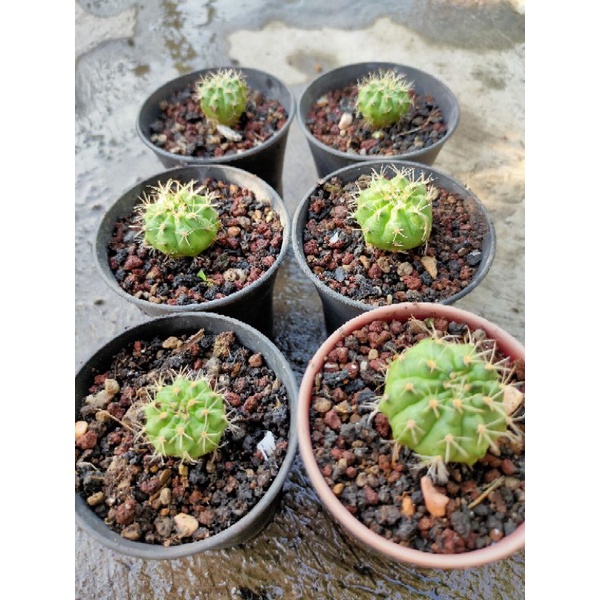 KAKTUS//KAKTUS HIAS//MARBLE//CAT EYES//KAKTUS VARIGATA//KAKTUS WARNA//GYMNOCALYCIUM//MIHANOVICHI//OW