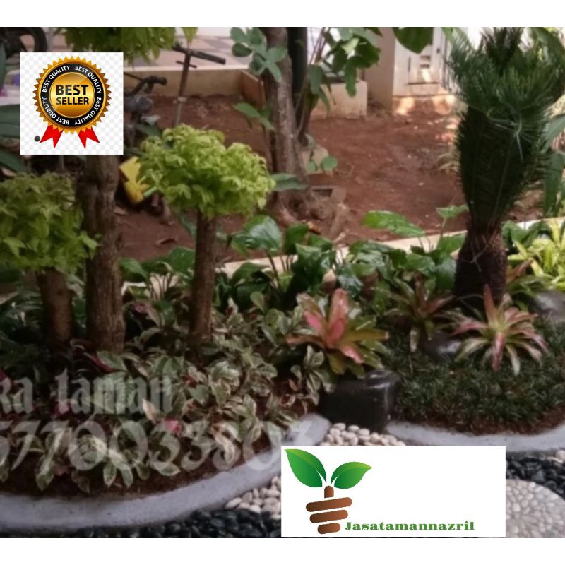 Paket Taman Minimalis palem sikas dan bonsai