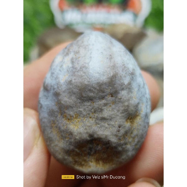 MUNCANG ADU PANJANGAN PEDANG KEONG
