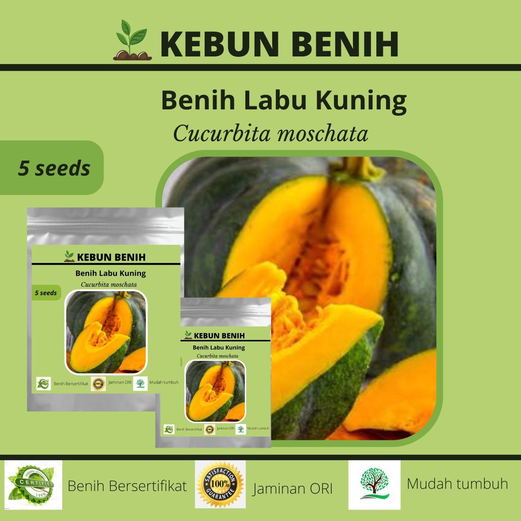 5 Benih Tanaman Labu Kuning SUPREMA F1/ Benih Waluh Kuning Kualitas Unggul