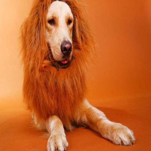 Dog Lion Wig kostum Size XL Wig Singa untuk kucing / Anjing BESAR - Putih