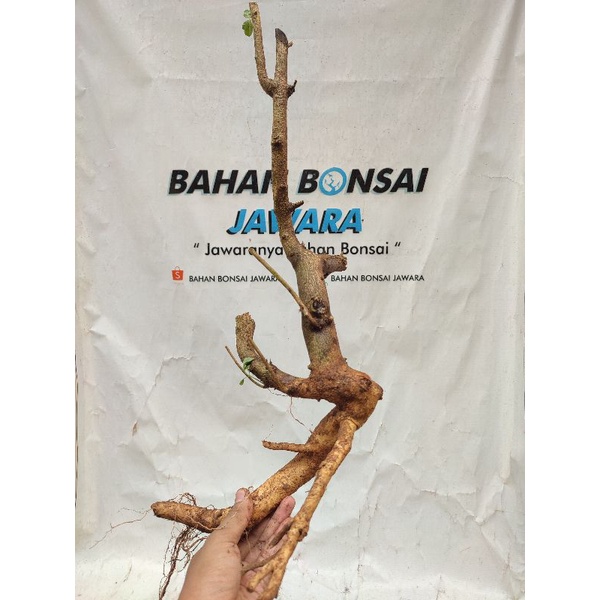 BONSAI LANTANA/ BAHAN BONSAI LANTANA/ KONGSANG
