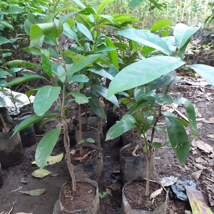 Bibit Tanaman Langka Buah Buni - Buah Huni LANGKA CCC