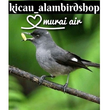burung air mancur/ murai air (masteran)