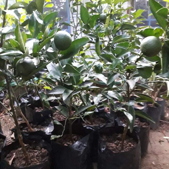 Bibit Tanaman Buah Jeruk Santang Madu Bibit Pohon Buah Cangkokan Bibit Tanaman Buah Jeruk Santang