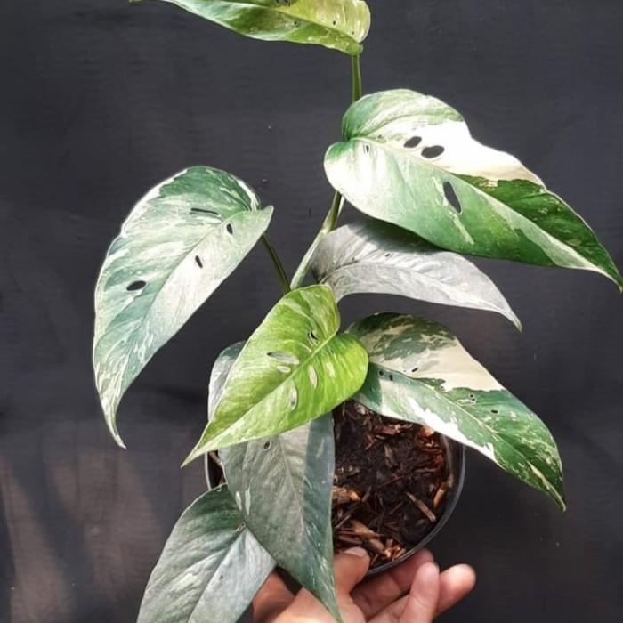 

Tanaman Hias Epipremnum Pinnatum Varigata + Pot Putih / Monstera Best Seller