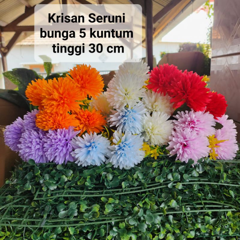 Krisan Seruni x5 Kuntum Jumbo / Bunga Pompom