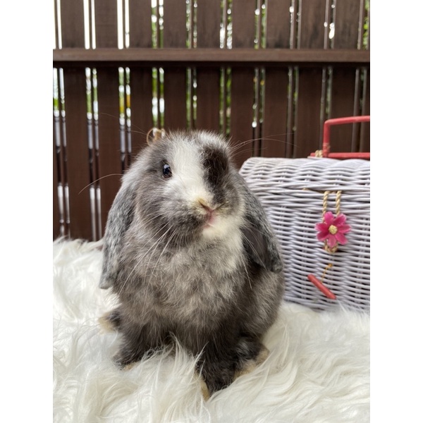 Kelinci Holland Lop Indukan Betina Magpie Maggie