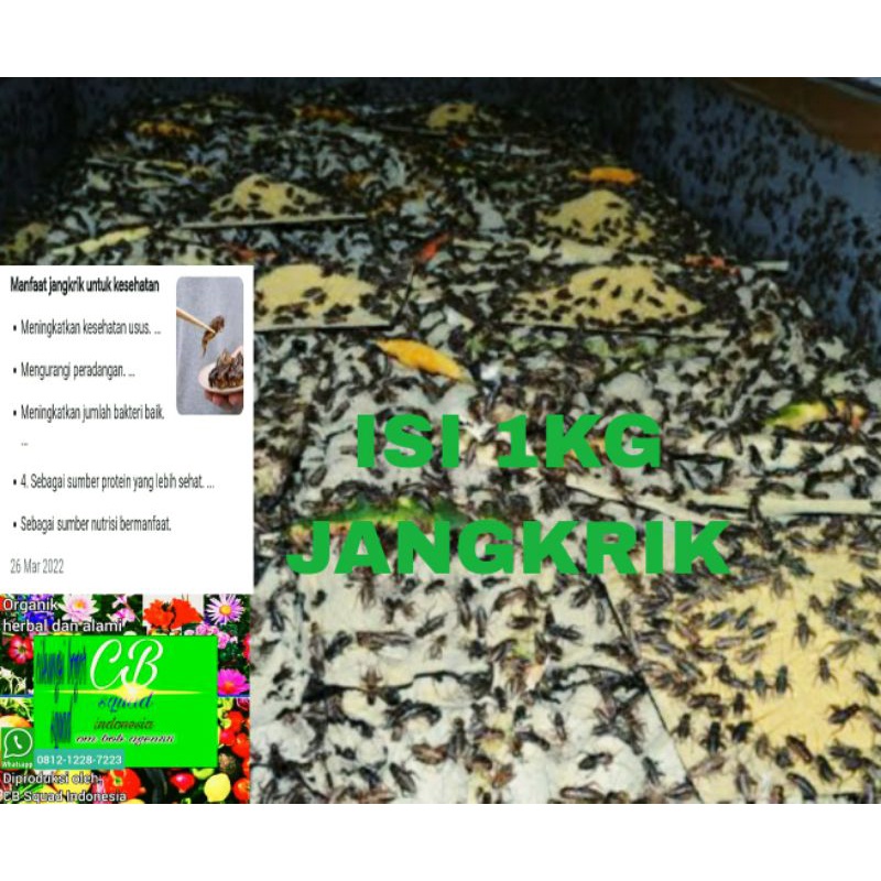 jangkrik hidup 1kg/1000gram jangkrik hidup