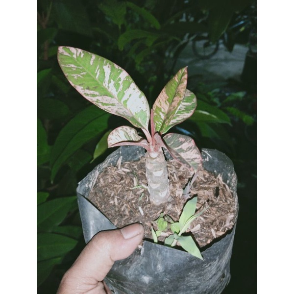 bibit asli Kamboja varigata bali