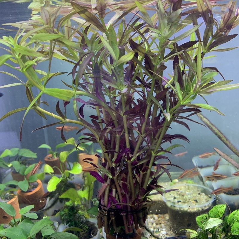 wabikusa limnophila aromantika tanaman aquarium aquascape media wabikusa