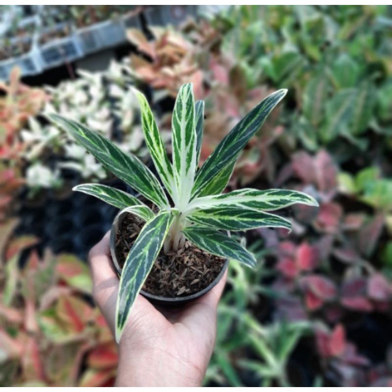Aglaonema bambu//Tanaman hias aglaonema bambu