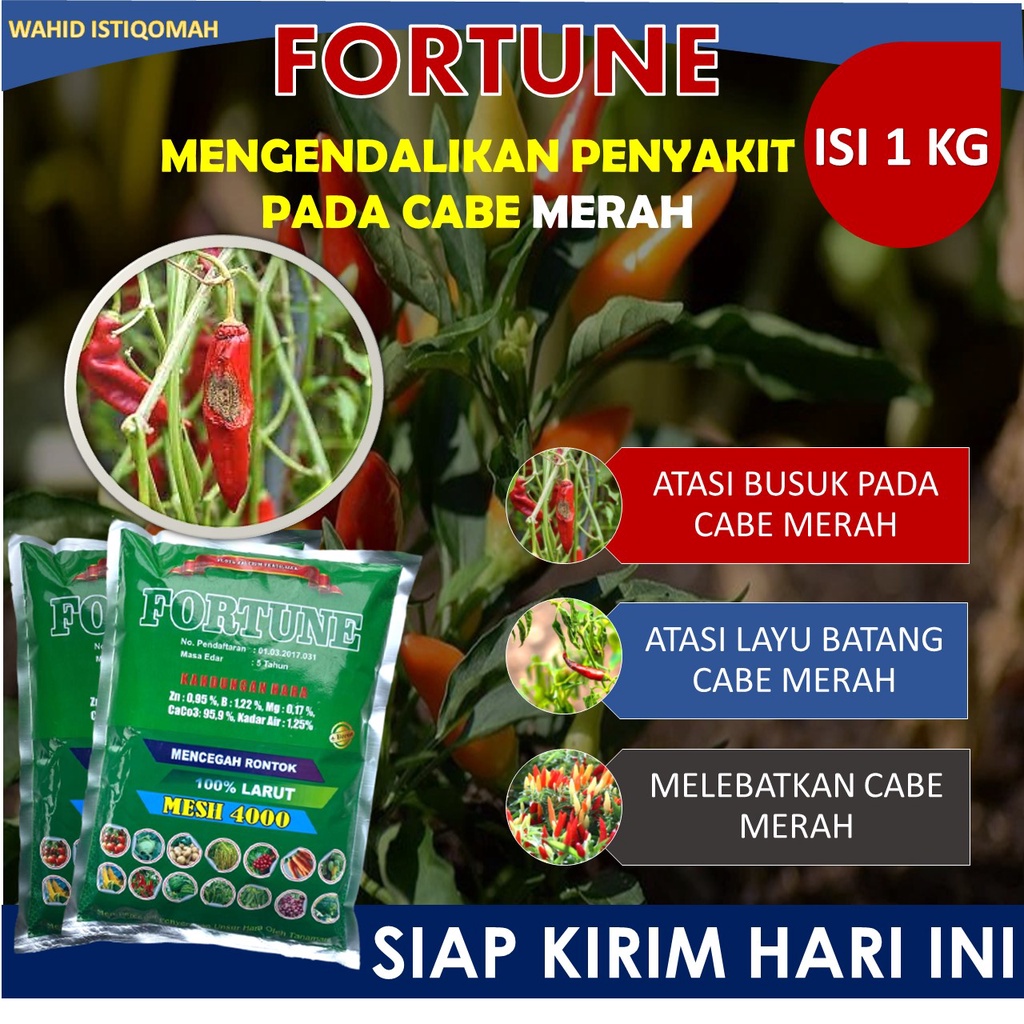 (PROMO)1 Kg FORTUNE obat layu pusarium pada cabe terbaik - obat layu bakteri pada cabe paling laris 