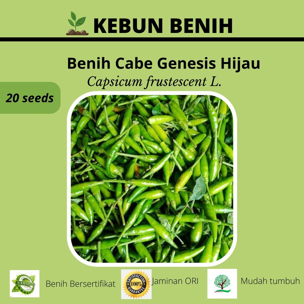 20 Benih Tanaman Cabai Rawit Genesis Hijau/ Cabe Rawit Genesis Hijau  Kualitas Unggul