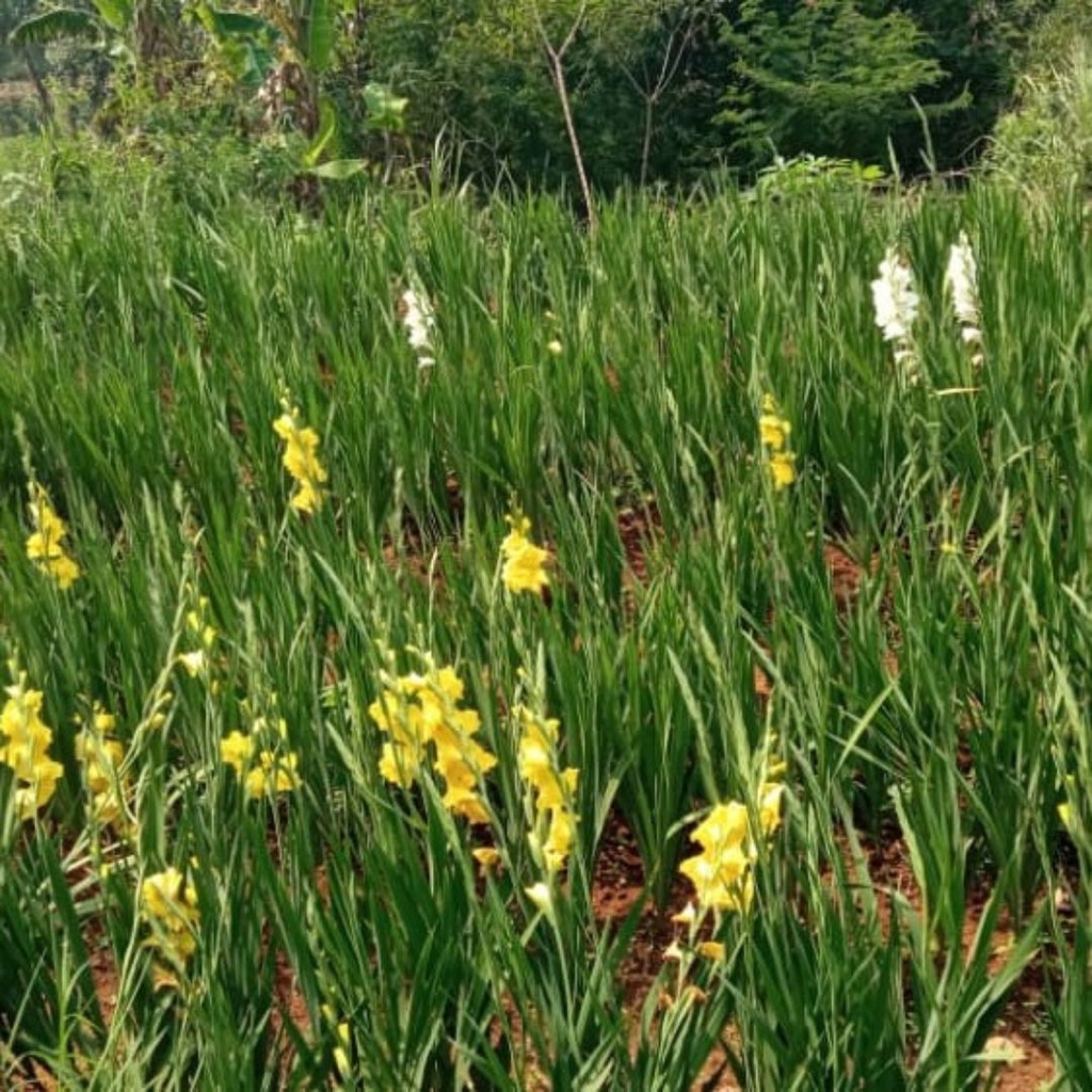 Tanaman Bunga Gladiol