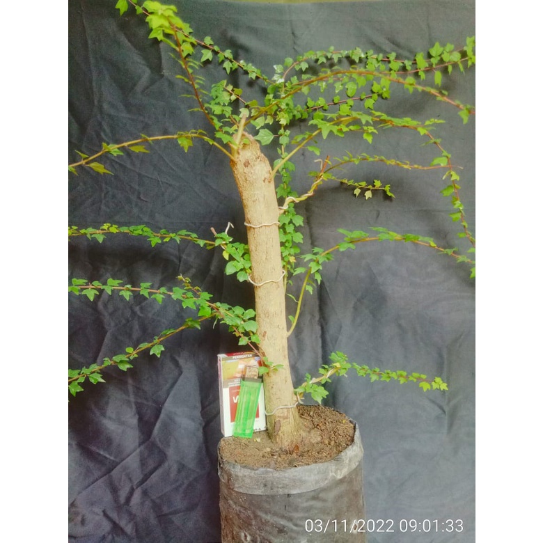 bonsai wareng bintang / bahan bonsai wareng bintang / bahan bonsai / bibit bonsai / bibit pohon ware