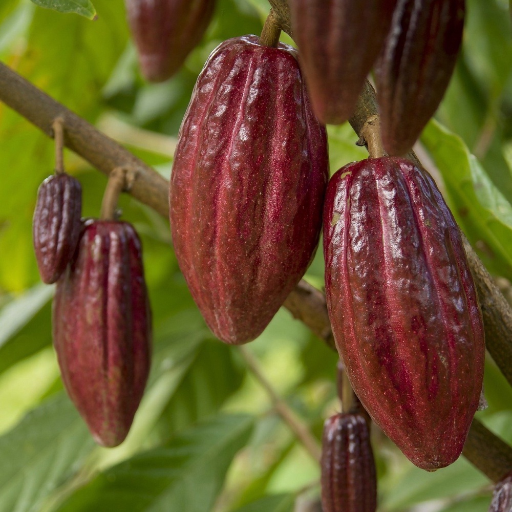 Bibit Coklat kakao