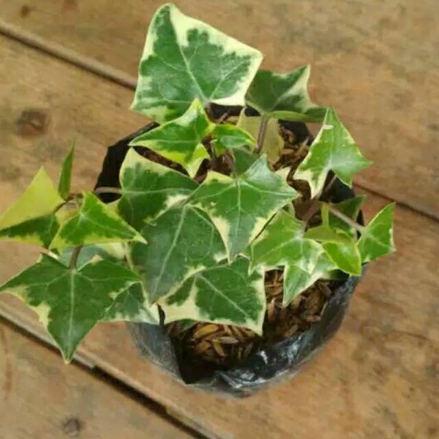 Tanaman hias ivy varigata/tanaman ivy varigata/pohon ivy varigata/tanaman hias gantung