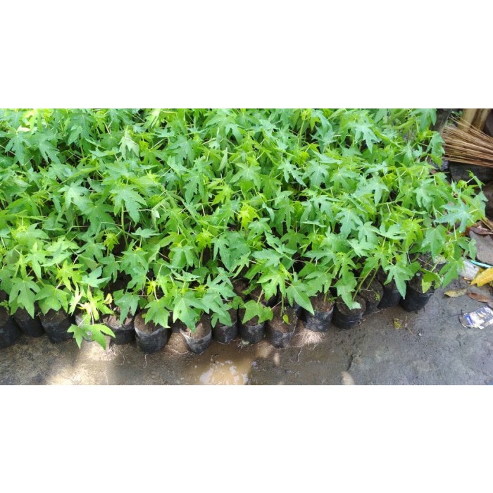 Bibit Pepaya Thailand