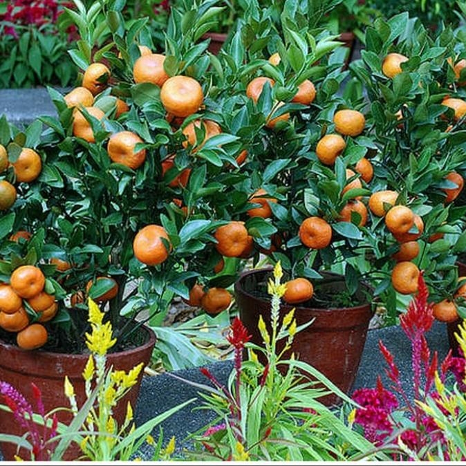 joss bibit jeruk Santang madu viral