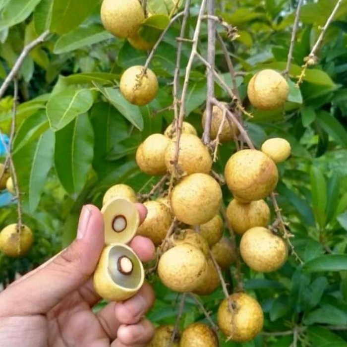 Terlaris Bibit Tanaman Buah Kelengkeng Diamond super cepat berbuah FF11