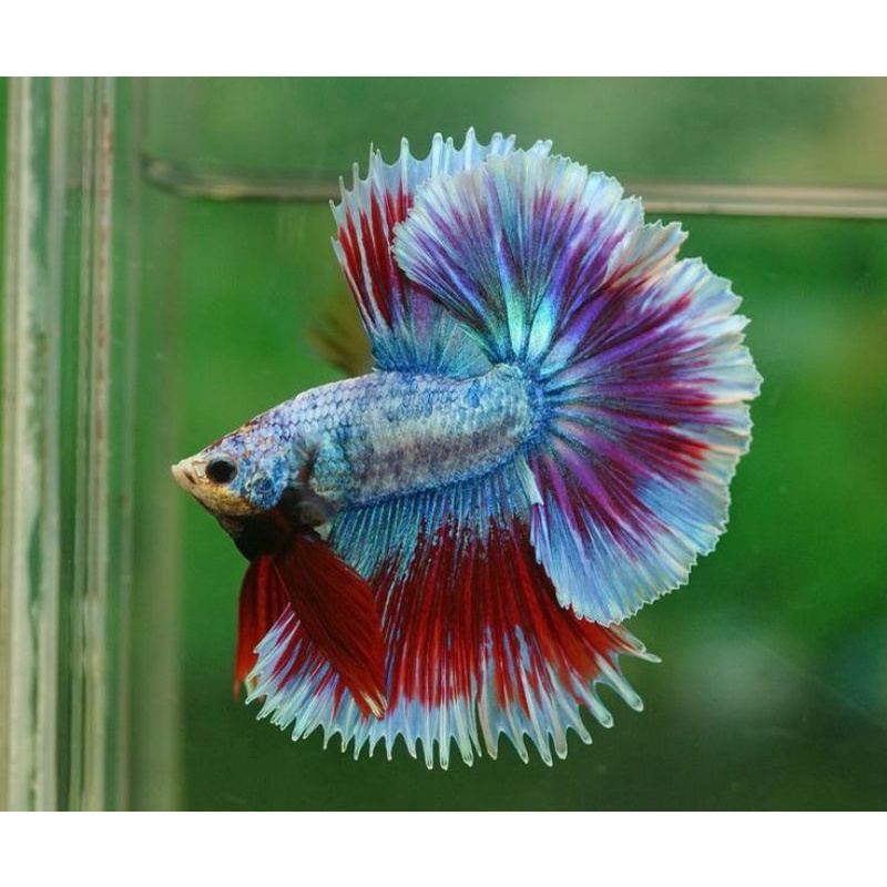 STAR SPESIAL HALFMOON BOGORAN MALE SIZ M-L BEST PERFORMANCE