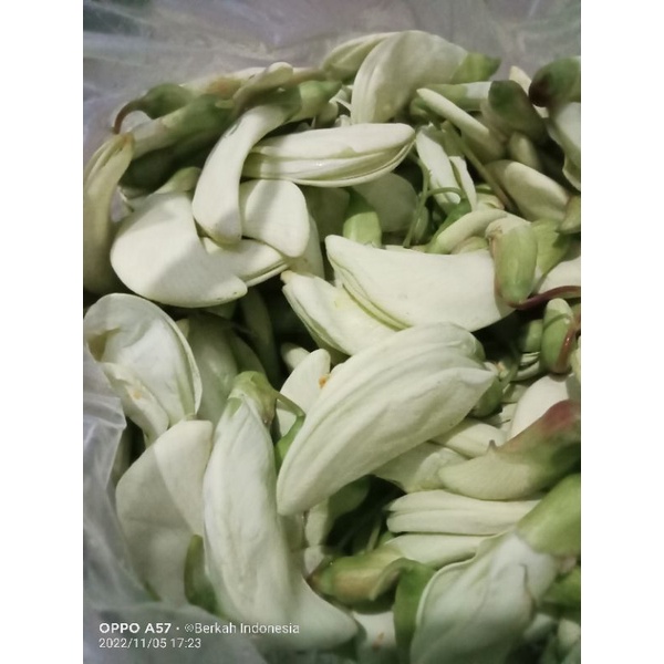 

Kembang Turi Putih Fresh 1 kg