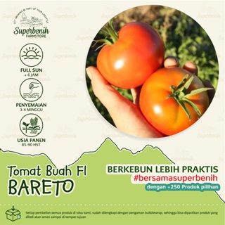 15 Biji - Benih tomat buah BARETO F1 - Tomat jumbo untuk ukuran tomat buah